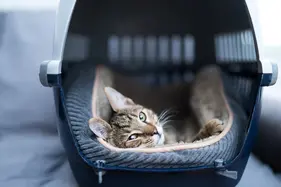 Young striped kitten laying in a carrier, looking at camera. One paw is visible and rests atop his plush bed.