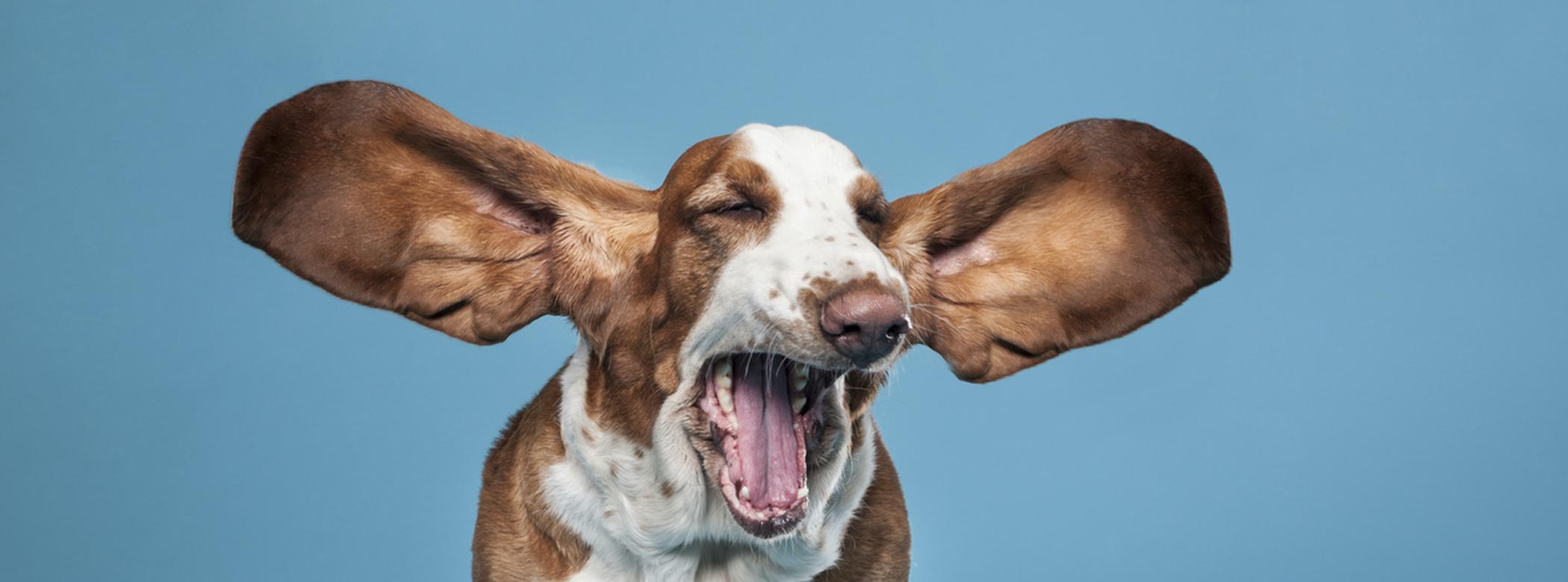 Basset hound with big ears
