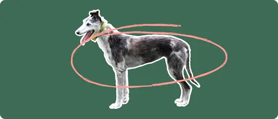 A Lurcher dog cut out with white outline on a green background with a pink circle around it's body