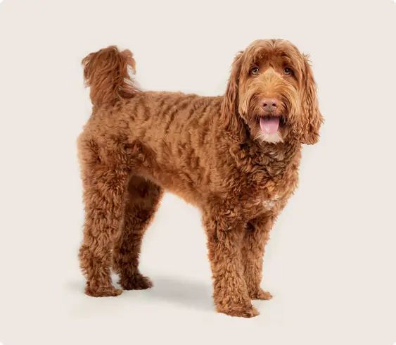 Labradoodle