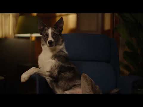 Insure your happiness - MyPetCover UK TV Advert 2022
