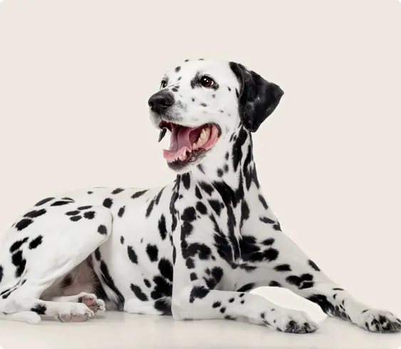 Dalmatian with a classic black and white spotted coat, sitting and looking to the side with an open, joyful expression, on a light background.