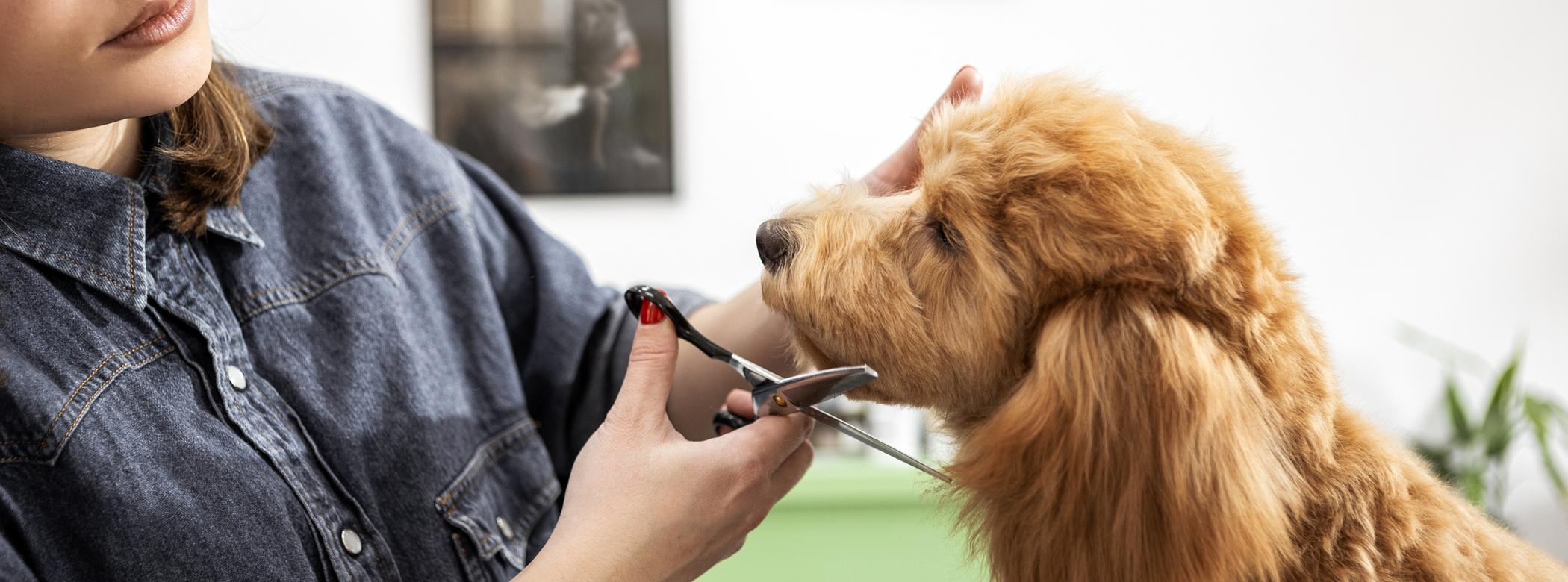 A brown dog gets their haircut from a professional groomer