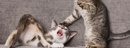Aggressive kittens