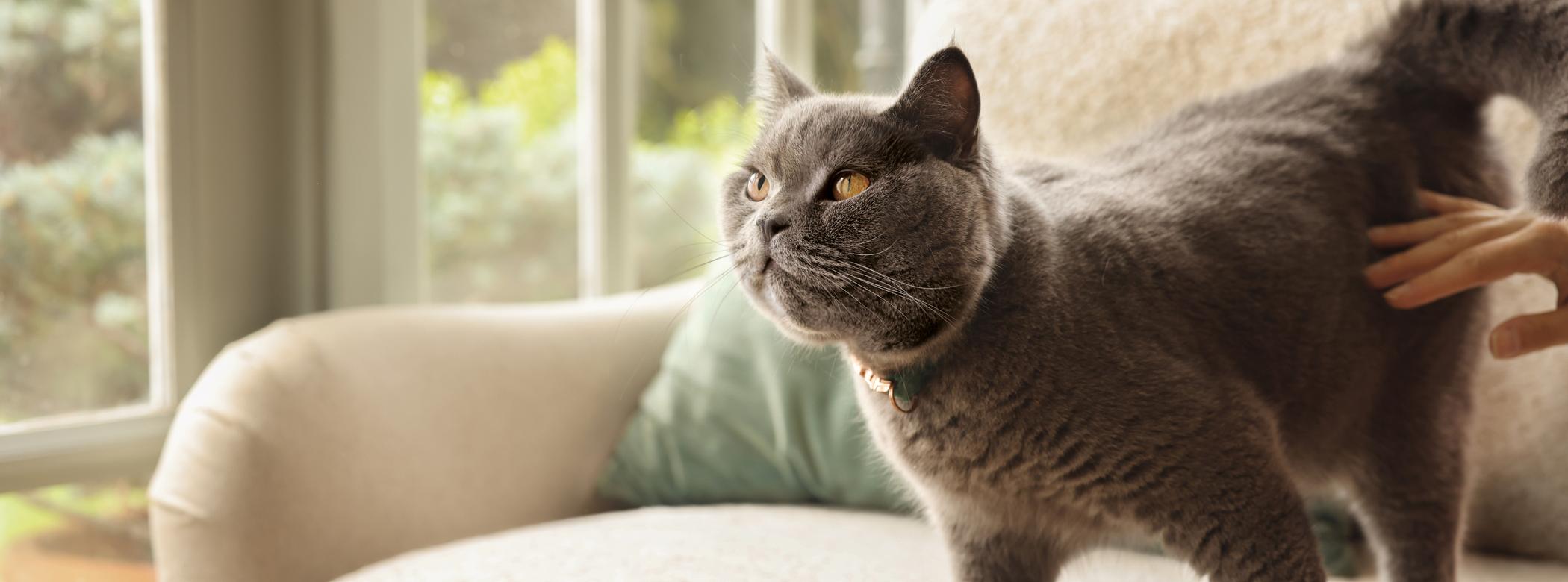 Image of a grey cat on the sofa
