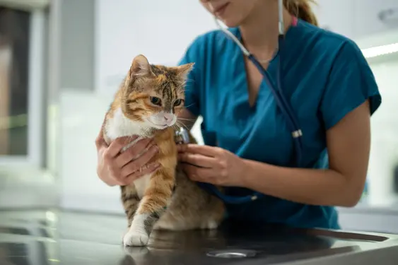 A female vet checks the pulse of a ginger-and-white cat with a stethoscope as the cat sits on a metal table