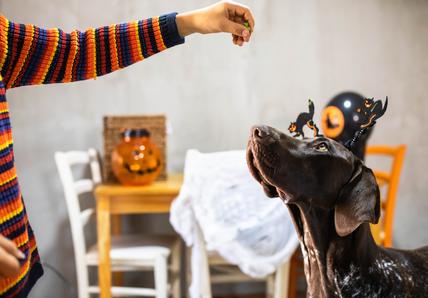 A beautiful dog is waiting for his Halloween treat which is in the hand of a boy