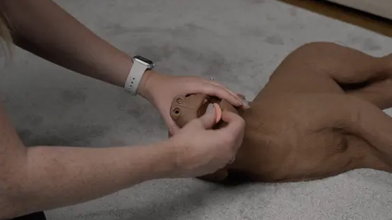 woman pulls dummy dog's tongue to the front of the mouth to prepare for cpr rescue breaths