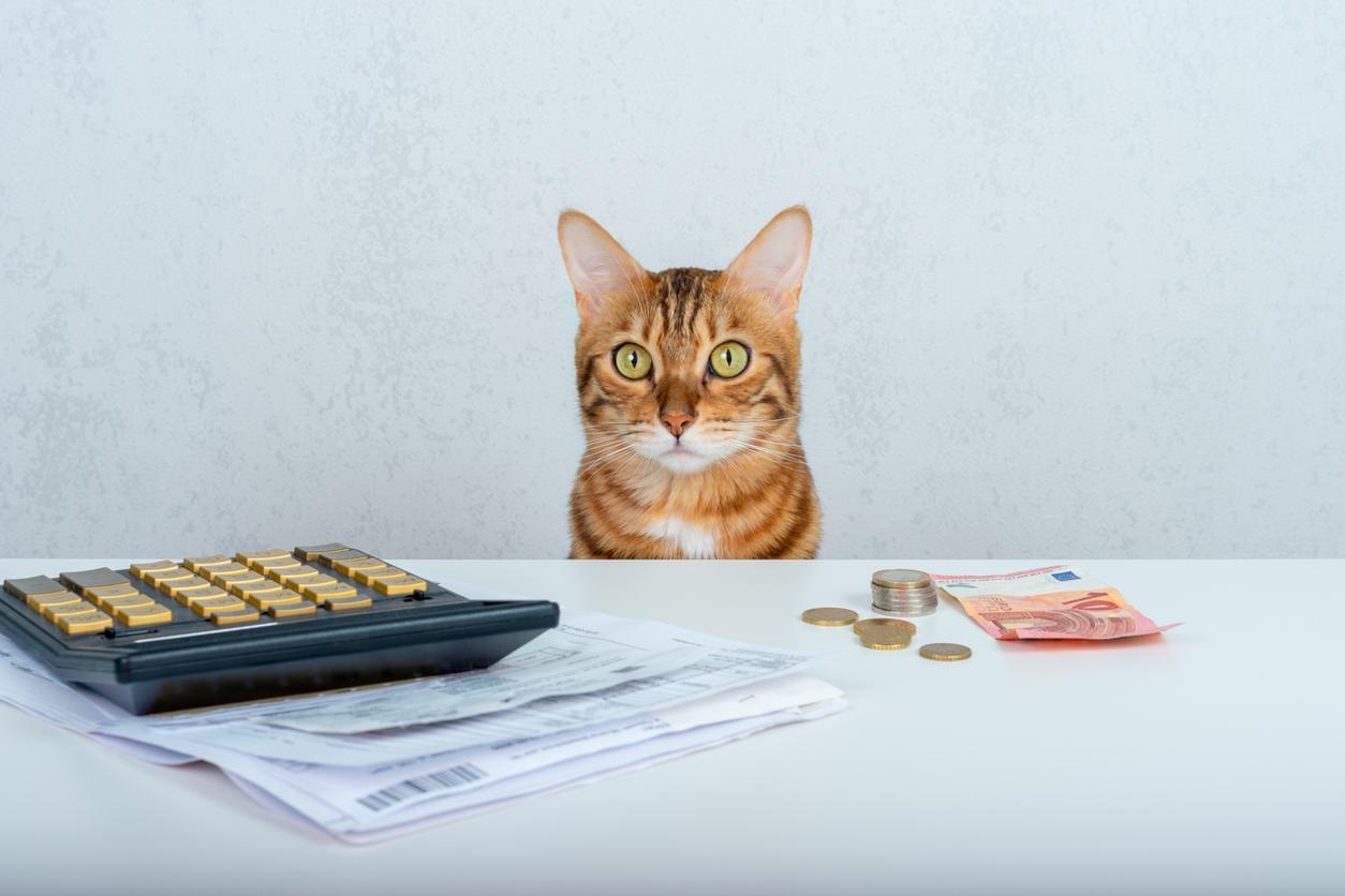 Cat by a calculator