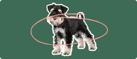 Image of a black Mini Schnauzer with a pink arrow drawn over its body