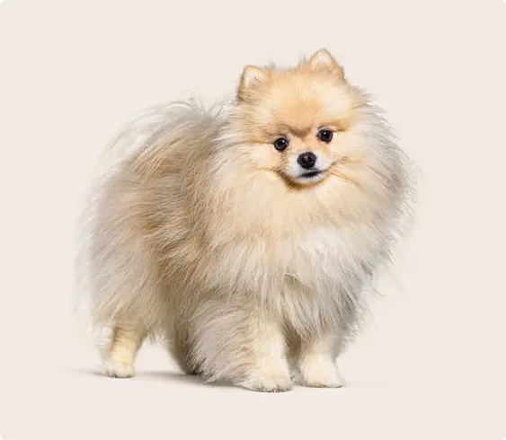 Pomeranian