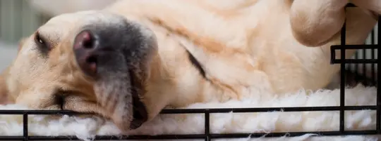 dog sleeping in crate