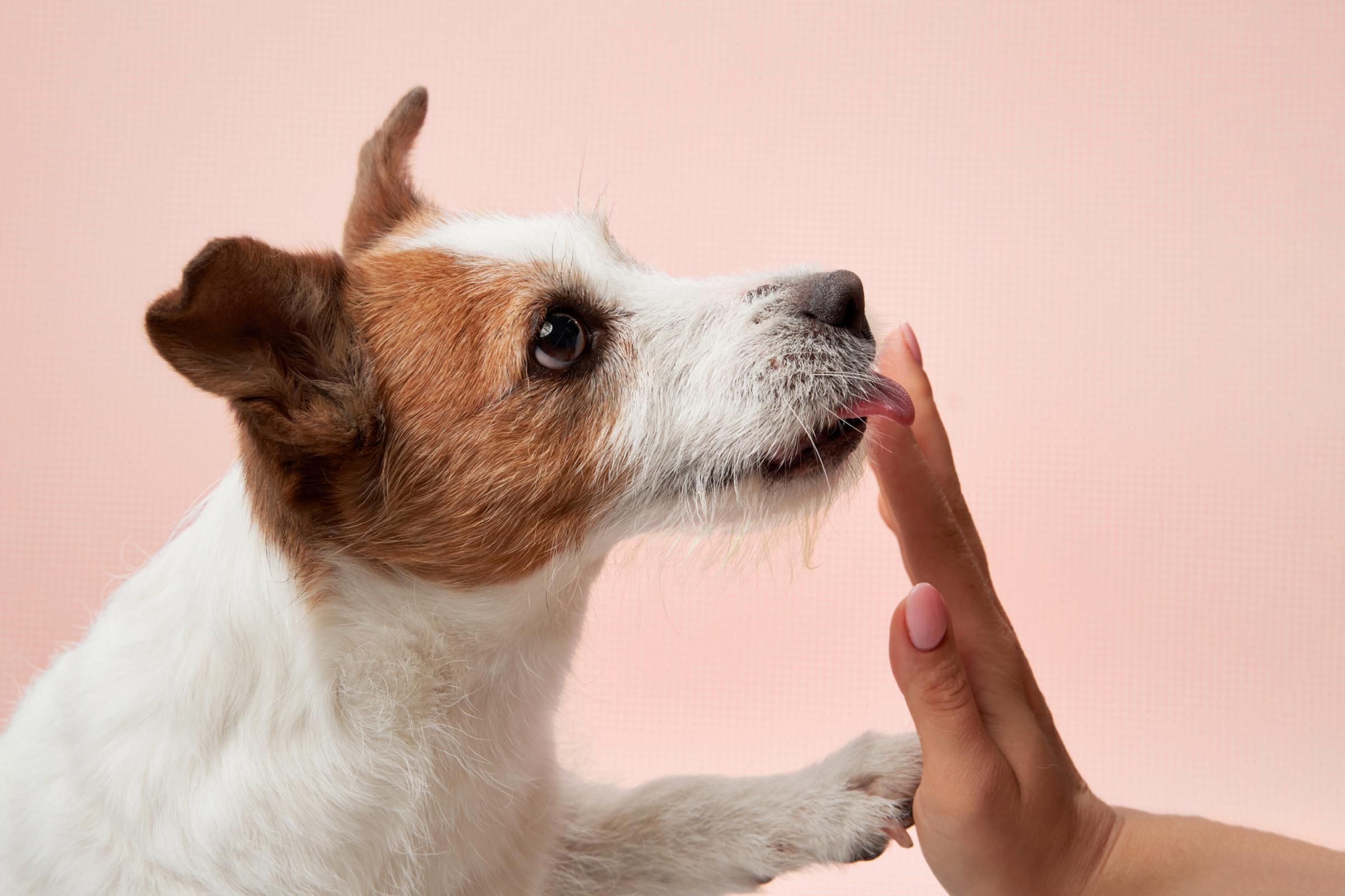 Training a dog