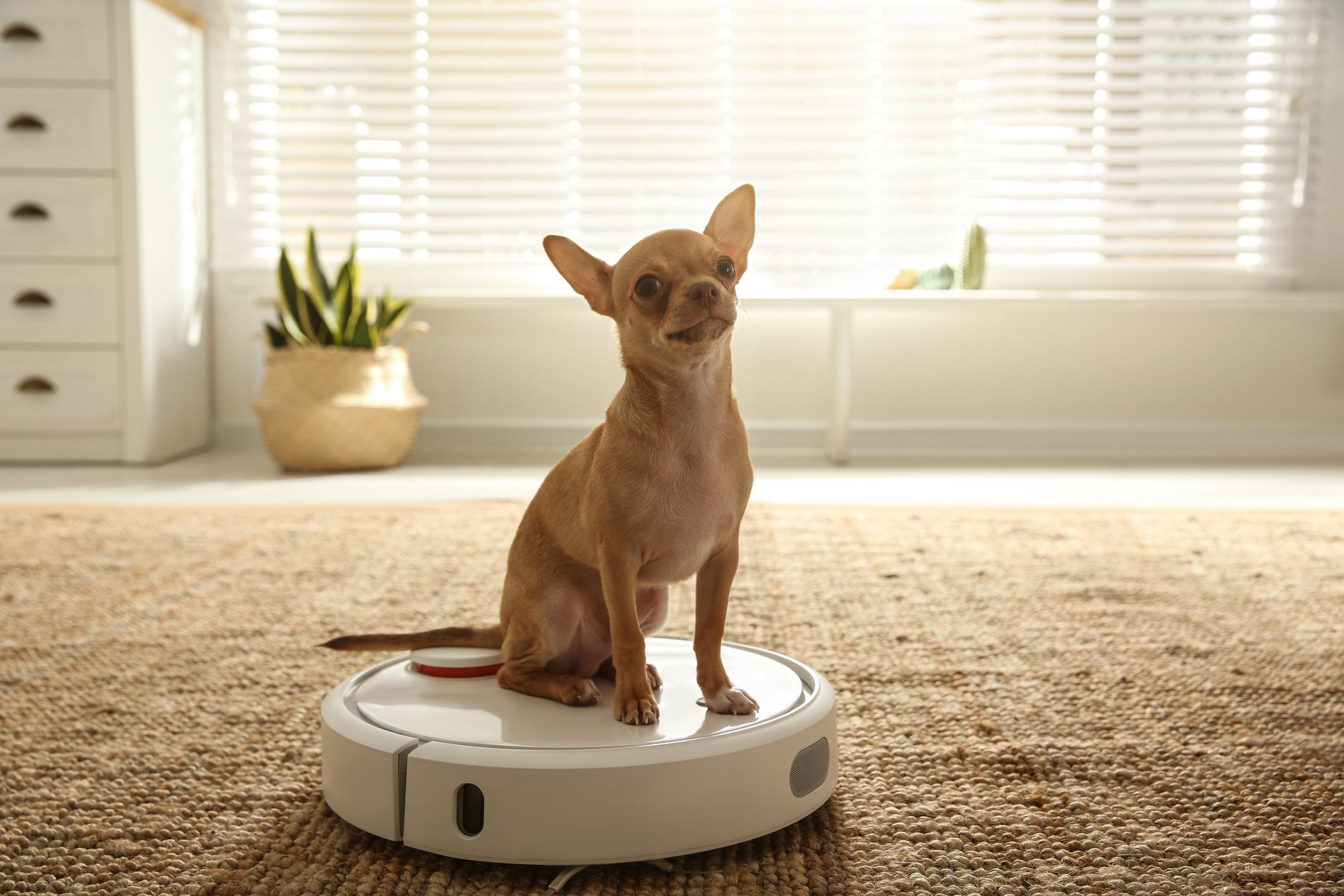 A Chihuahua sits on a robot vacuum