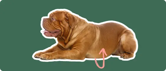 A Dogue de Bordeaux cut out with a white outline, laying down, with a pink arrow pointing to it's stomach, on a solid green background.