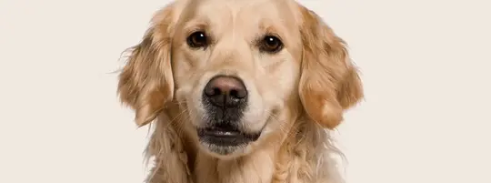 Labrador retriever sitting