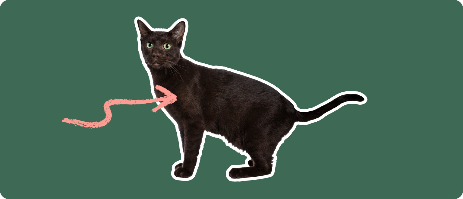 A black cut cut out with a white outline, with a pink arrow pointing to it's chest, on a solid green background