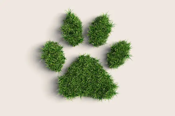 Grass in the shape of a pawprint