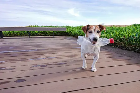 Dog picking up a plastic bottle