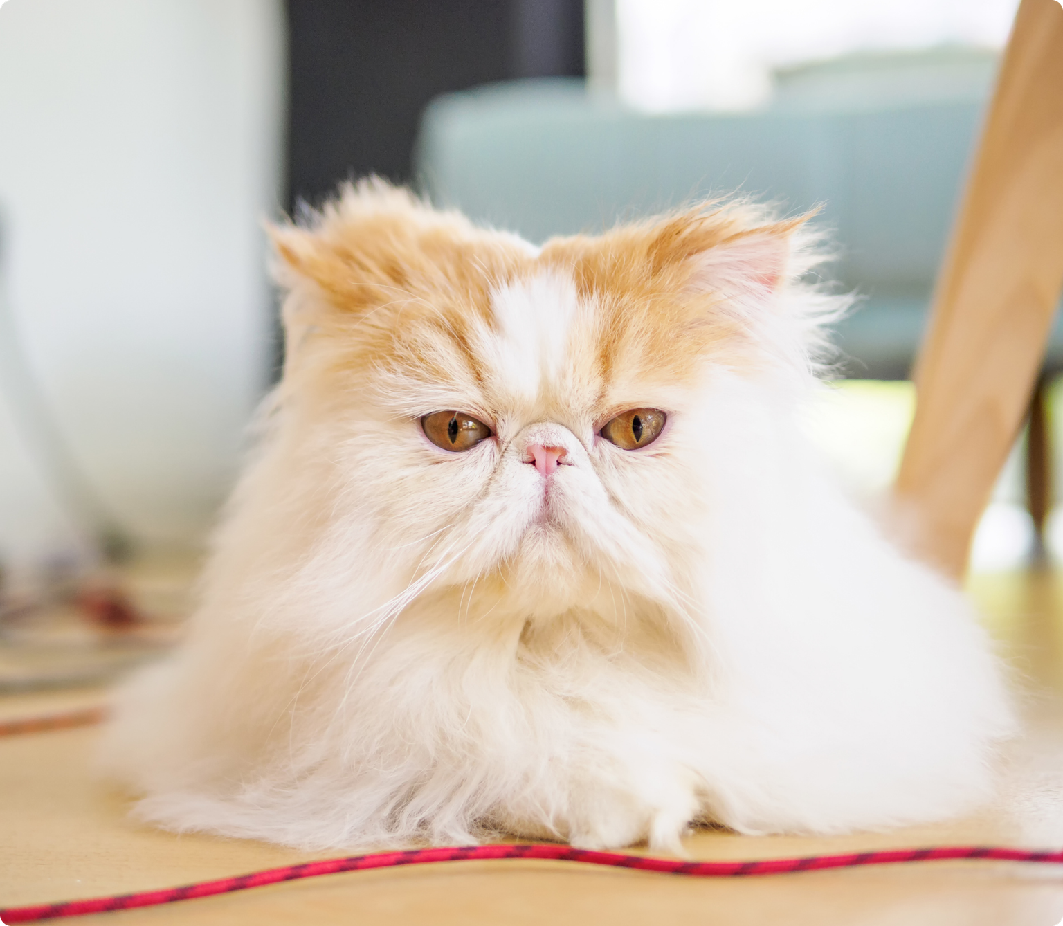 A red and white exotic short hair cat, laying on the floor, looking at the camera