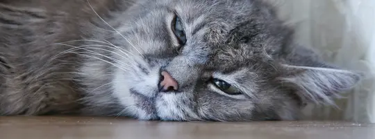 Close up of a furry grey cat looking lethargic, laying on a wooden floor