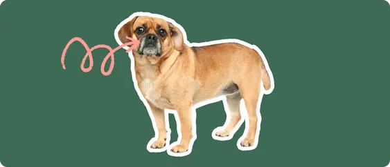 A puggle dog cut out with a white outline, with a pink arrow pointing to it's snout, on a solid green background
