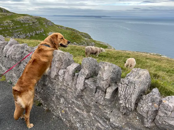 Image of a Golden Retriever, Bertie, outdoors looking at two sheep