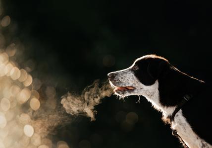 Image of a black-and-white dog breathing in the cold