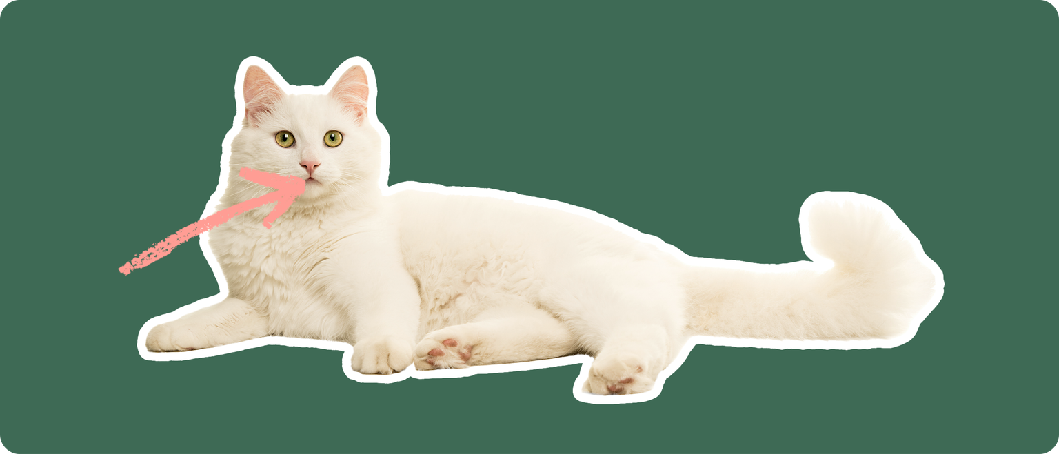 A Turkish Van cut out with a white outline on a green background with a pink arrow pointing to its mouth