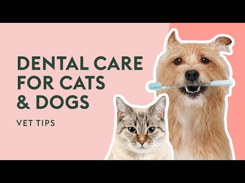 How to Keep Cat & Dog Teeth Healthy | Vet Tips