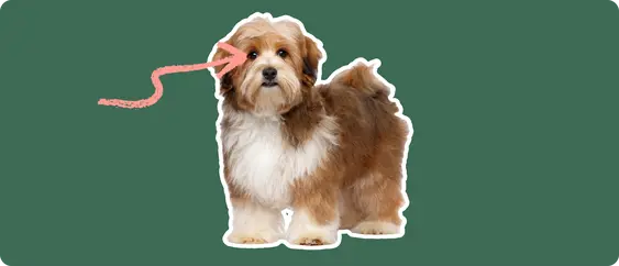 Brown Havanese with a pink arrow drawn to its eye