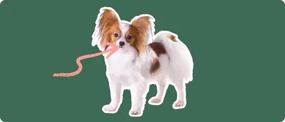 Papillon with a pink arrow drawn to its jaw