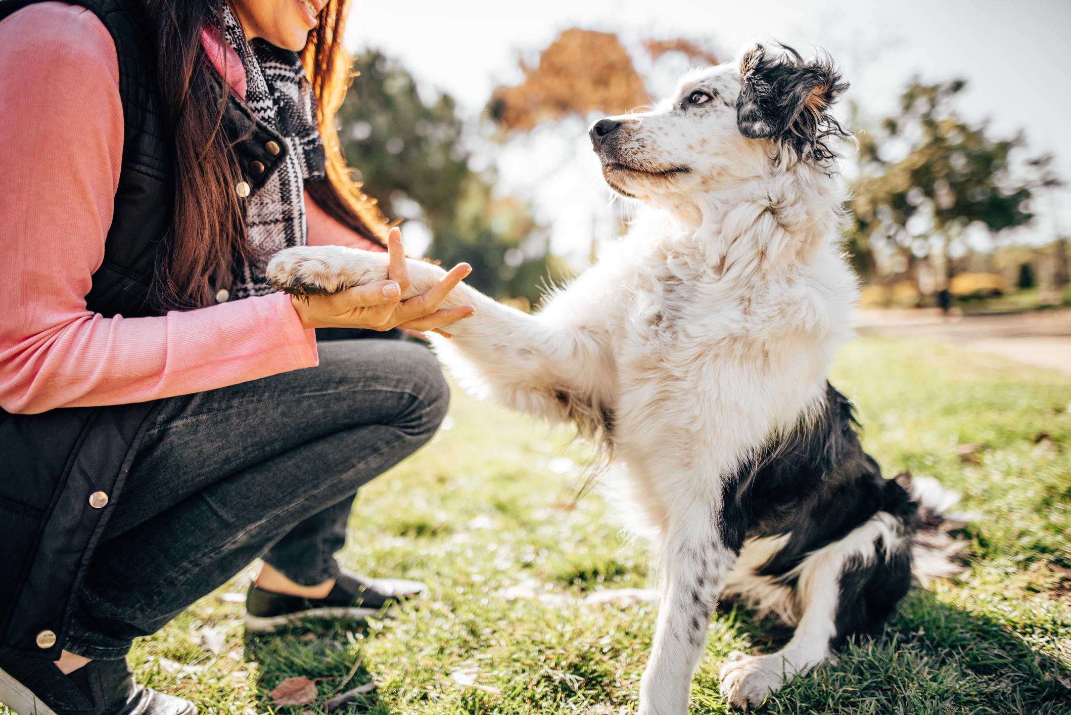 Image of a black-and-white dog offering its paw to a woman outdoors