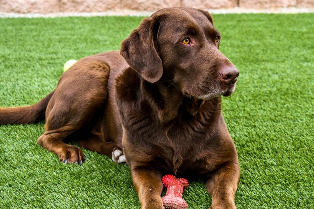 Chocolate labrador