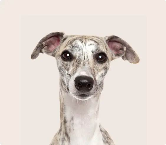 Grey hound