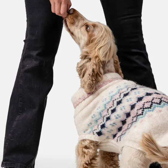 A brown dog takes a treat from their pet parent's hand while wearing the oatmeal Lumi set