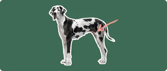 Great Dane