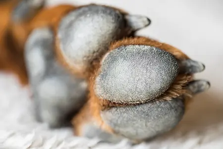 close up view of a dog's paw with brown fur