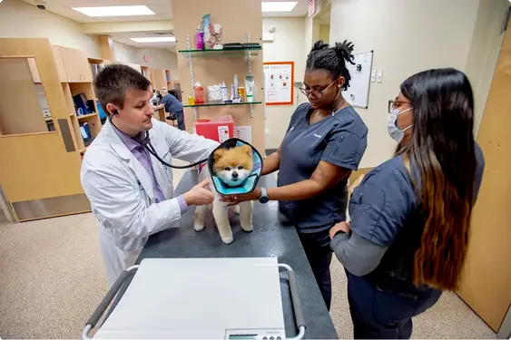 West Loop Veterinary Care Center