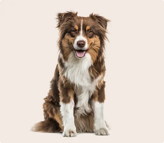 Australian Shepard