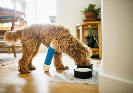 A curly fur dog with a bandaged front leg is standing and eating from a bowl in an indoor setting.