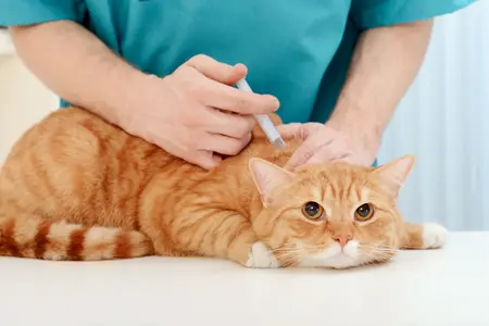A cat being vaccinated