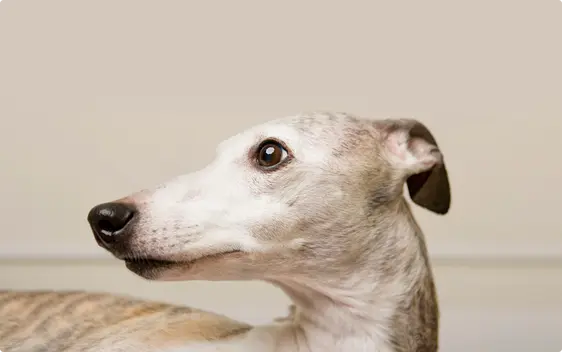 Whippet