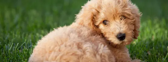 Puppy Labradoodle 