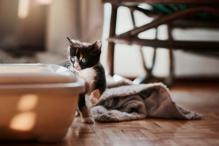 Shot of a fluffy black and white kitten curiously checking out the kitty litter box