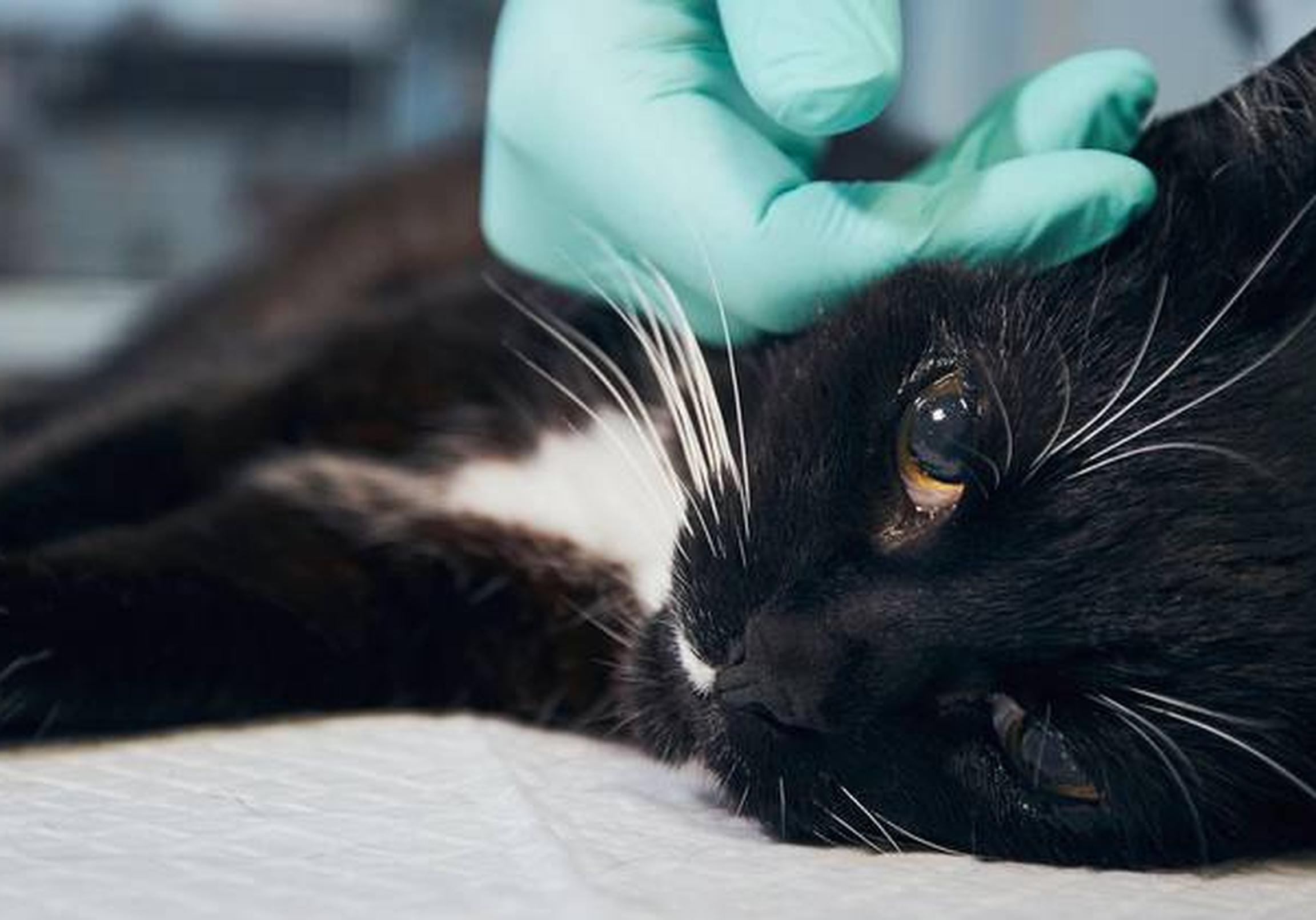 Cat at vet