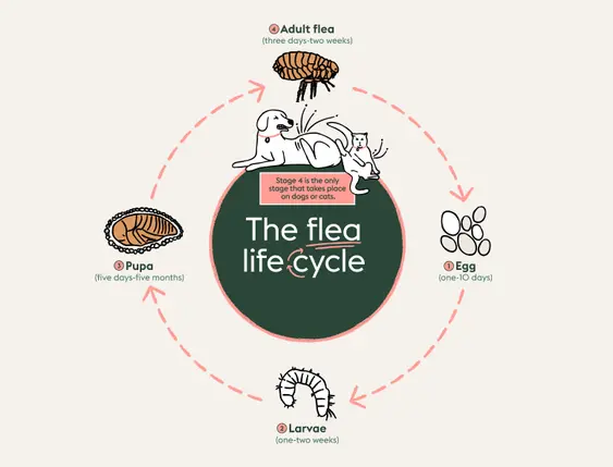 Flea life cycle