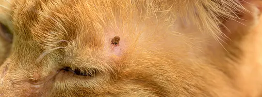 Cat with a tick
