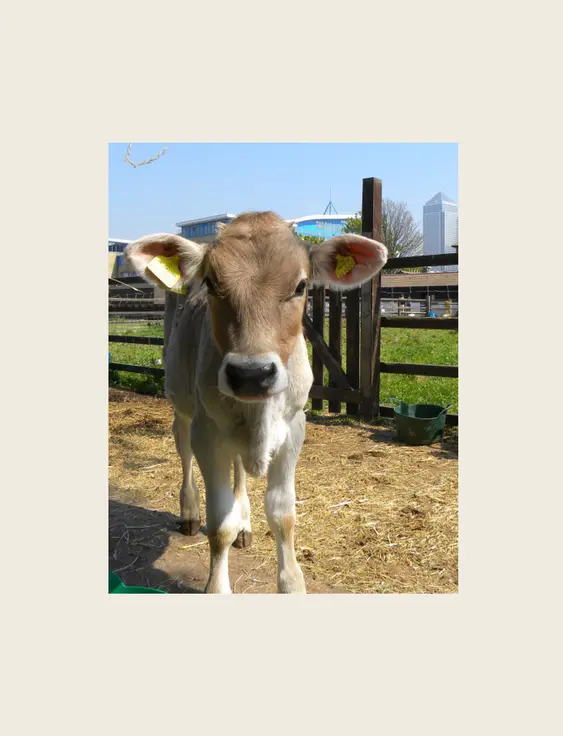 A brown calf on a farm, with Canary Wharf in the background.