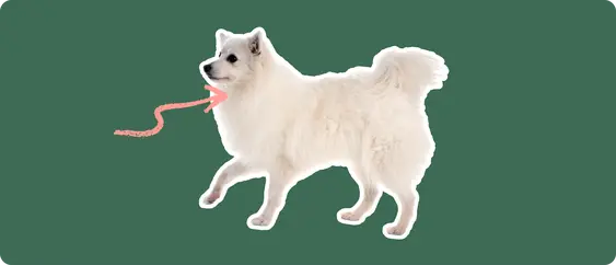 The sideview of a fluffy white American Eskimo dog cut out with a white outline, with a pink arrow pointing to it's neck, on a solid green background